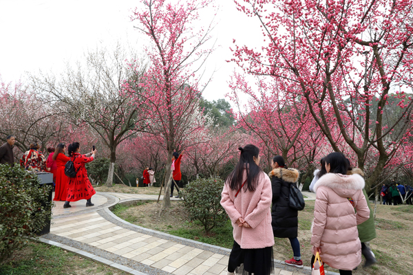 成都植物园春来早 赏花时正好