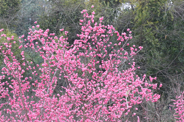 成都植物园春来早 赏花时正好