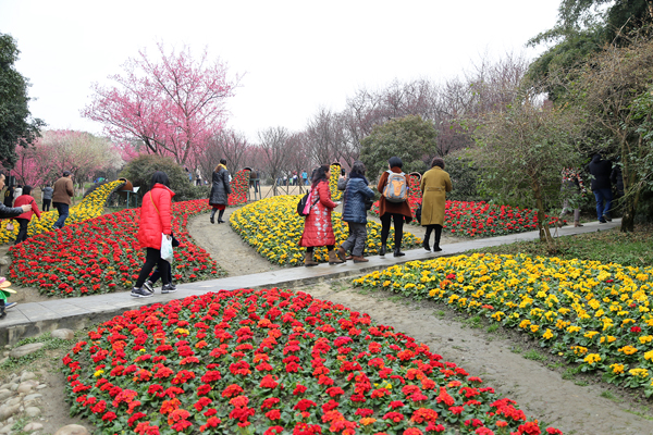 成都植物园春来早 赏花时正好