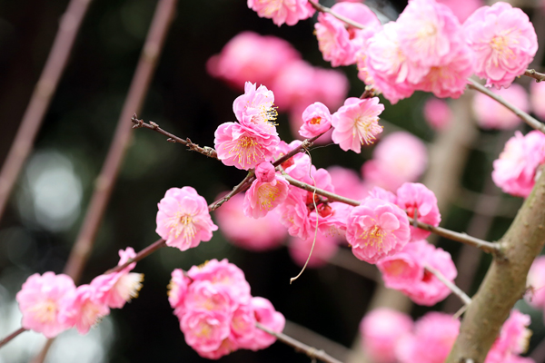 成都植物园春来早 赏花时正好