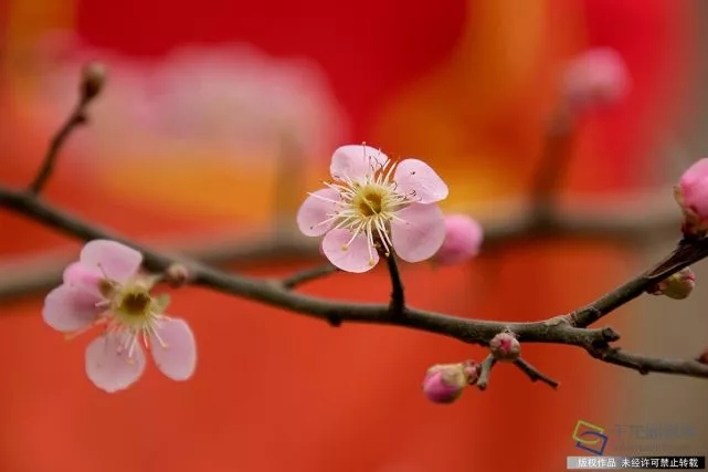 春天来了！京城六大赏梅地芬芳你的初春