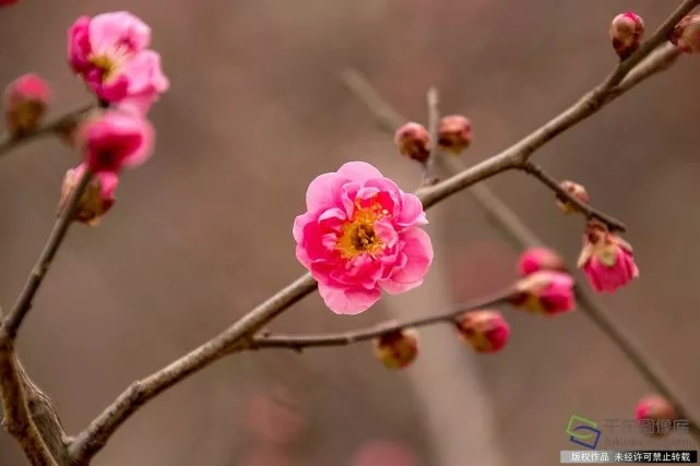 春天来了！京城六大赏梅地芬芳你的初春