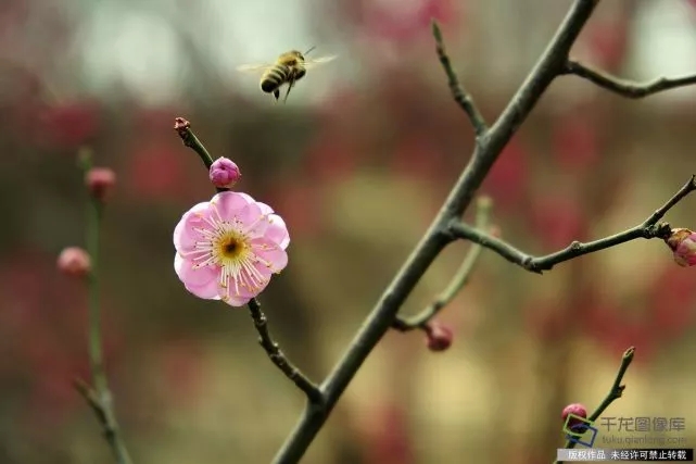 春天来了！京城六大赏梅地芬芳你的初春