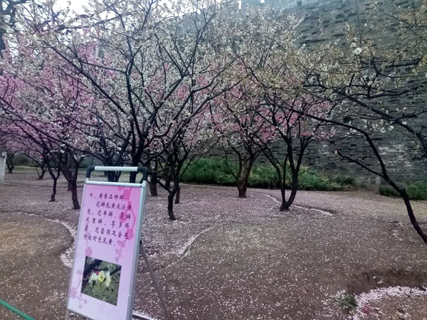 墙头柳色千般翠 雨里梅花分外娇——明城墙遗址公园