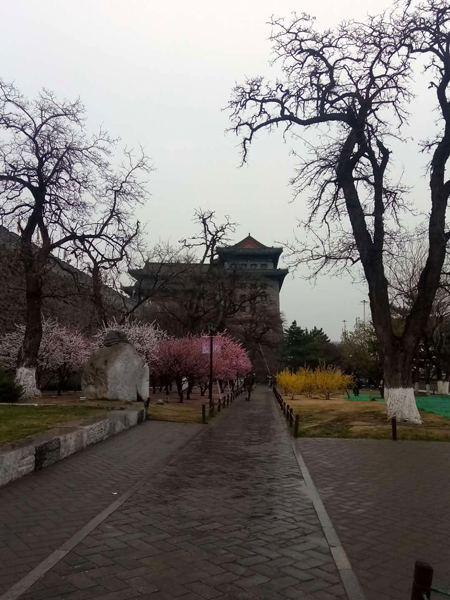 墙头柳色千般翠 雨里梅花分外娇——明城墙遗址公园