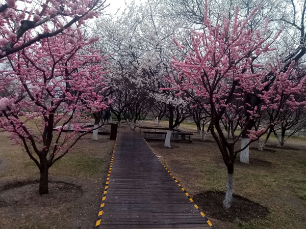 墙头柳色千般翠 雨里梅花分外娇——明城墙遗址公园