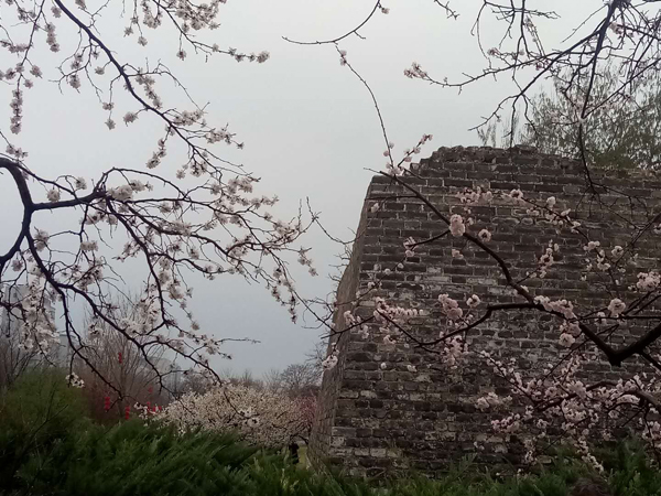 墙头柳色千般翠 雨里梅花分外娇——明城墙遗址公园