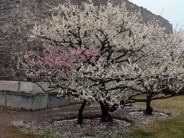 墙头柳色千般翠 雨里梅花分外娇——明城墙遗址公园