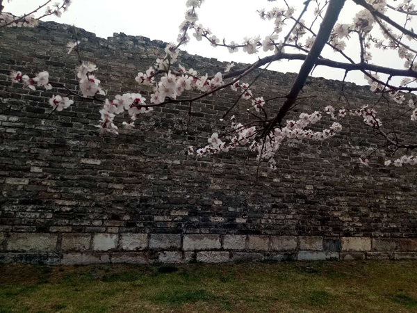 墙头柳色千般翠 雨里梅花分外娇——明城墙遗址公园