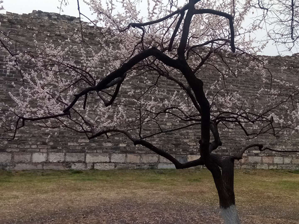 墙头柳色千般翠 雨里梅花分外娇——明城墙遗址公园