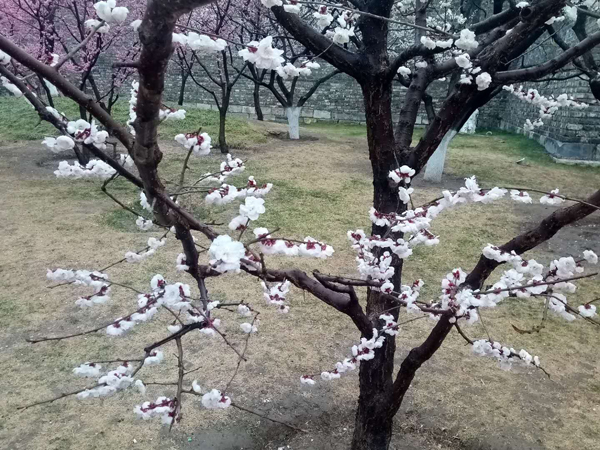 墙头柳色千般翠 雨里梅花分外娇——明城墙遗址公园