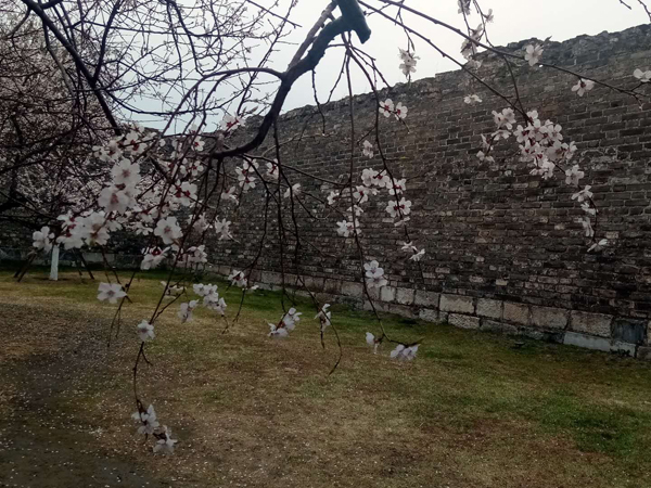 墙头柳色千般翠 雨里梅花分外娇——明城墙遗址公园