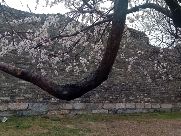 墙头柳色千般翠 雨里梅花分外娇——明城墙遗址公园