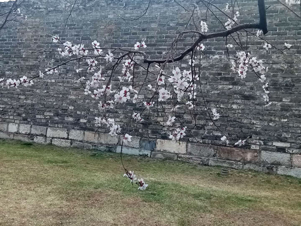 墙头柳色千般翠 雨里梅花分外娇——明城墙遗址公园