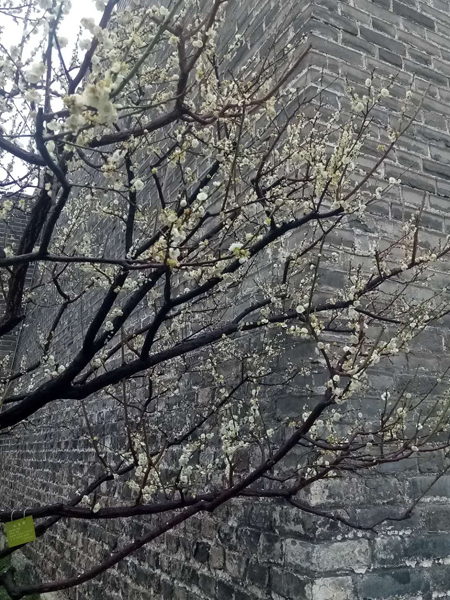 墙头柳色千般翠 雨里梅花分外娇——明城墙遗址公园
