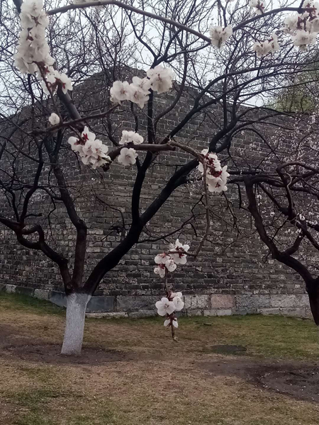 墙头柳色千般翠 雨里梅花分外娇——明城墙遗址公园