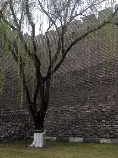 墙头柳色千般翠 雨里梅花分外娇——明城墙遗址公园