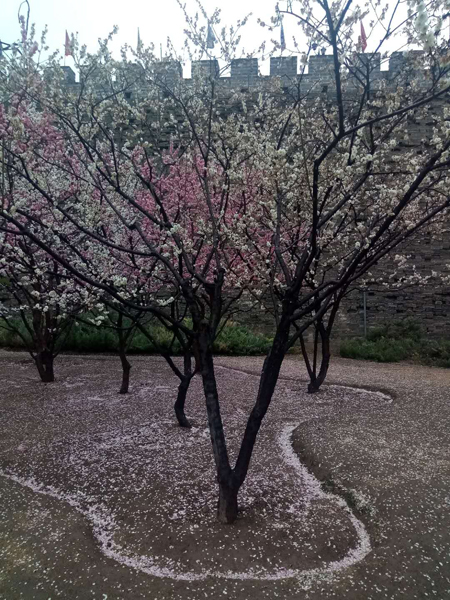 墙头柳色千般翠 雨里梅花分外娇——明城墙遗址公园