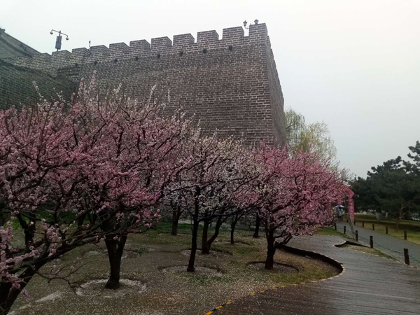 墙头柳色千般翠 雨里梅花分外娇——明城墙遗址公园