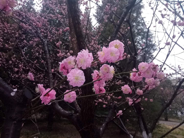 墙头柳色千般翠 雨里梅花分外娇——明城墙遗址公园