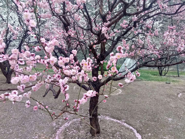 墙头柳色千般翠 雨里梅花分外娇——明城墙遗址公园