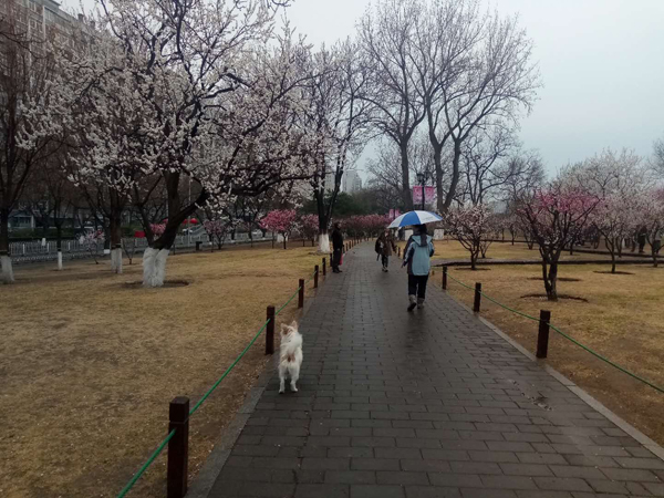墙头柳色千般翠 雨里梅花分外娇——明城墙遗址公园