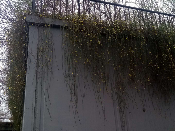墙头柳色千般翠 雨里梅花分外娇——明城墙遗址公园