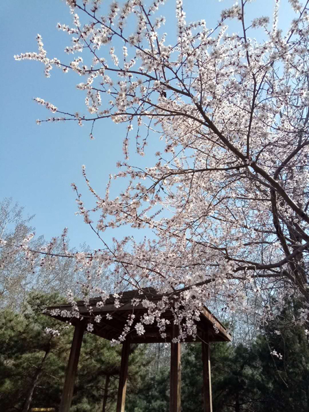 树树山桃开  处处烟霞来——李月手机拍图