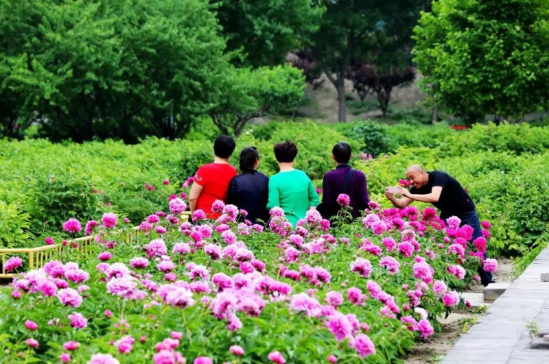 芍药 | 光影圆明 醉春风