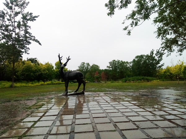 南海子公园雨中访荷