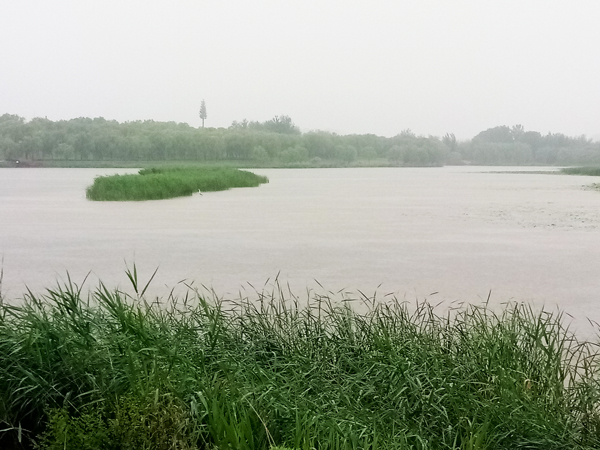 南海子公园雨中访荷
