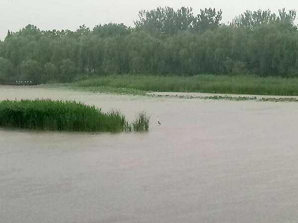 南海子公园雨中访荷