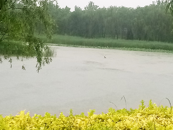 南海子公园雨中访荷