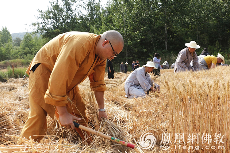 又是一年丰收季！嵩山少林寺僧众挥镰收割小麦