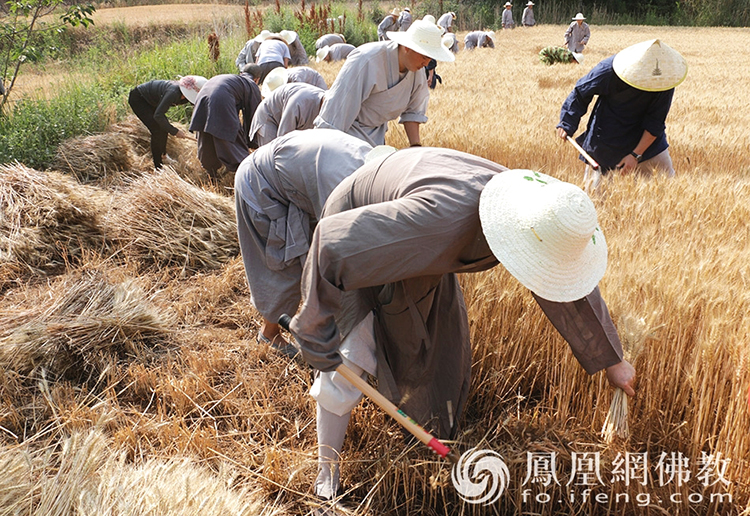 又是一年丰收季！嵩山少林寺僧众挥镰收割小麦