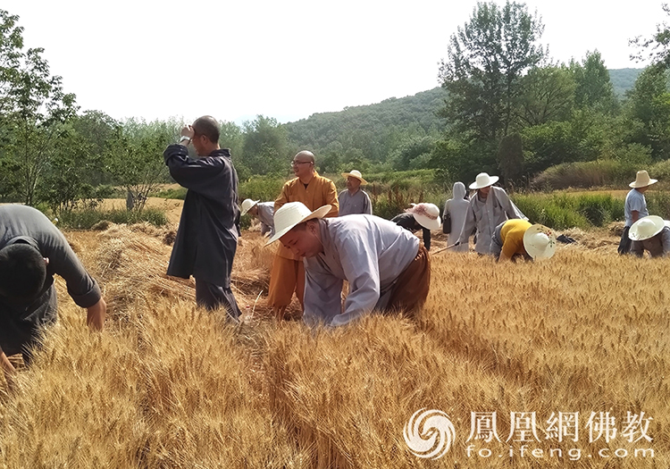 又是一年丰收季！嵩山少林寺僧众挥镰收割小麦