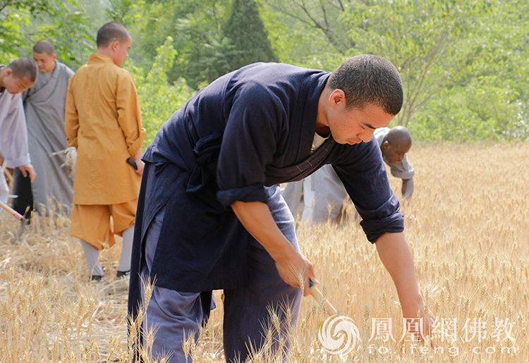 又是一年丰收季！嵩山少林寺僧众挥镰收割小麦