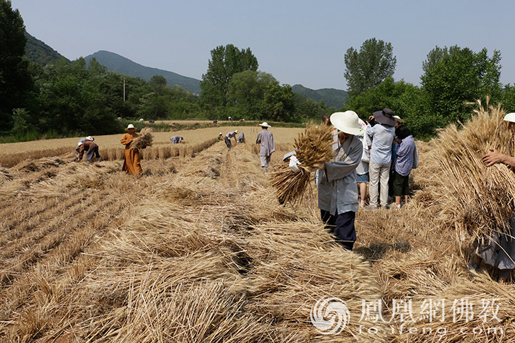 又是一年丰收季！嵩山少林寺僧众挥镰收割小麦