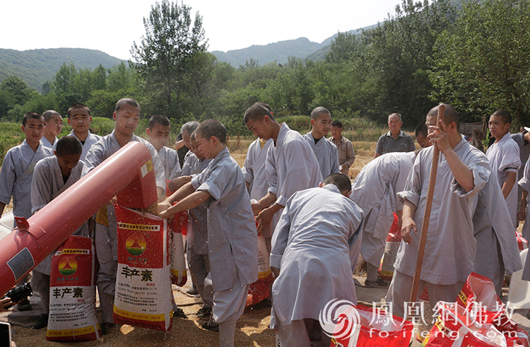 又是一年丰收季！嵩山少林寺僧众挥镰收割小麦