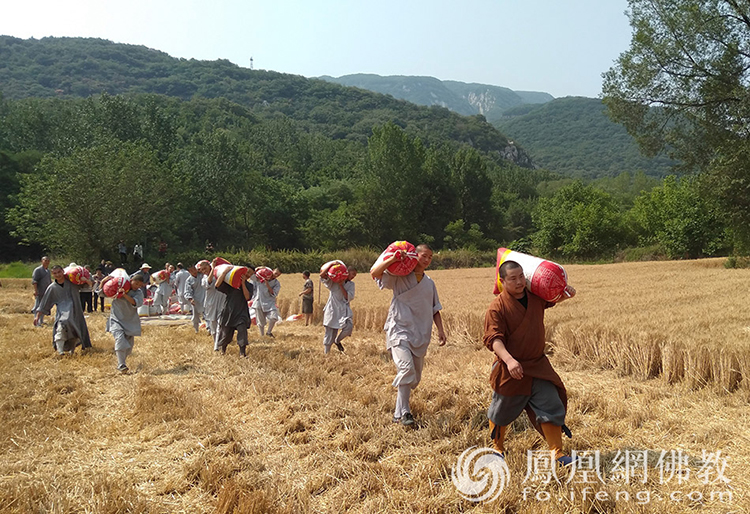 又是一年丰收季！嵩山少林寺僧众挥镰收割小麦