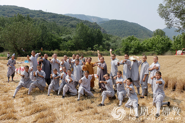 又是一年丰收季！嵩山少林寺僧众挥镰收割小麦