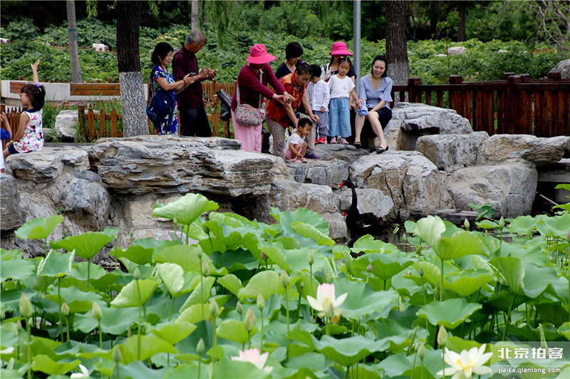 莲花池公园荷花盛开 夏日京城再添美景