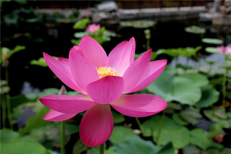 莲花池公园荷花盛开 夏日京城再添美景