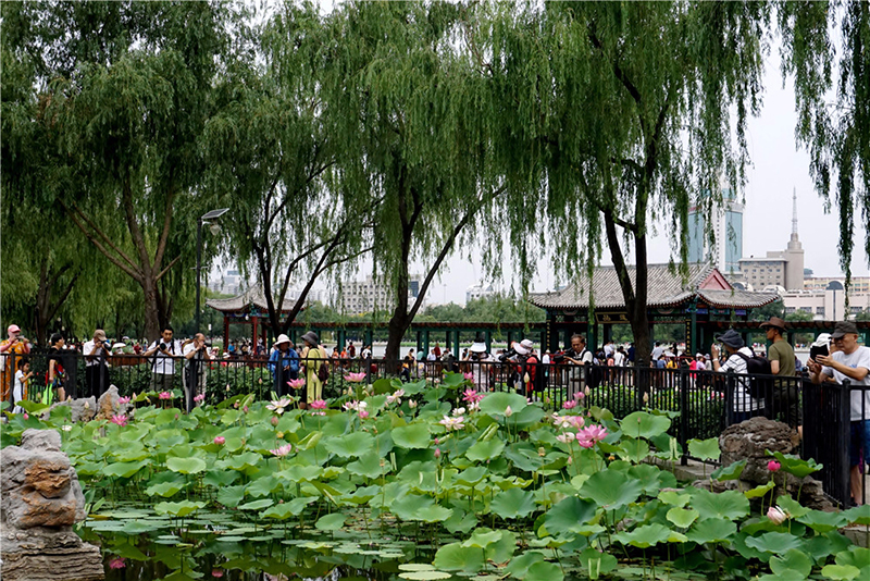 莲花池公园荷花盛开 夏日京城再添美景