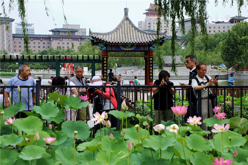 莲花池公园荷花盛开 夏日京城再添美景