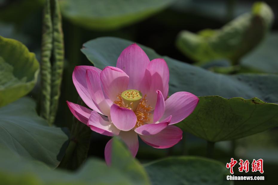 北京圆明园百年古莲“复活”开“新花”