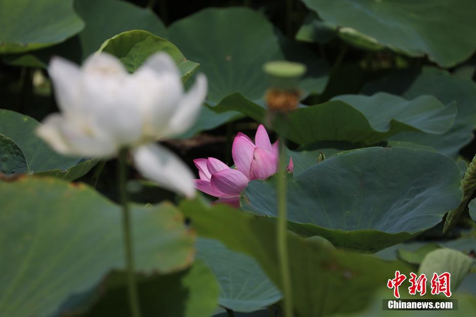 北京圆明园百年古莲“复活”开“新花”