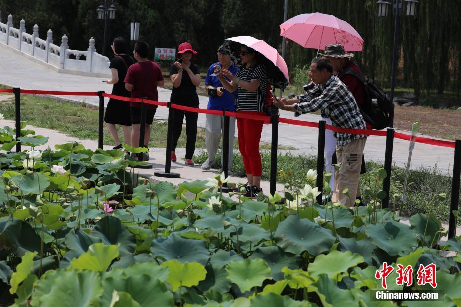 北京圆明园百年古莲“复活”开“新花”