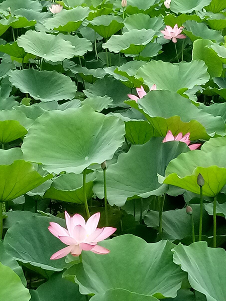 夏晨赏荷