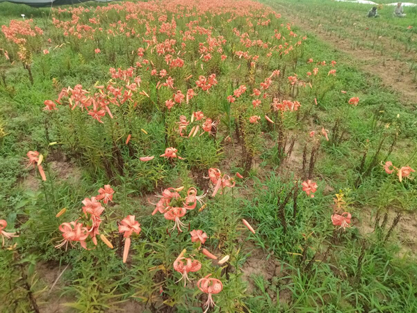 探访顺义向日葵花海